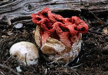 Oii k bonitas setas Clathrus ruber