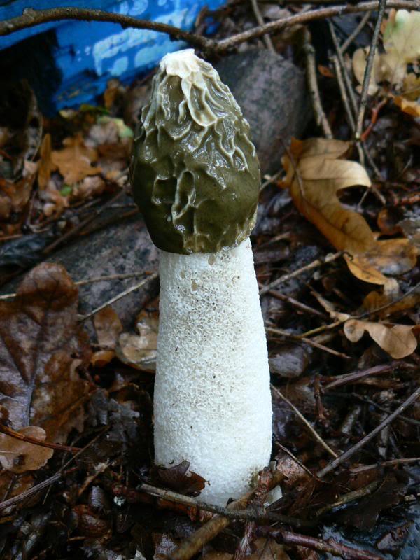 Oii k bonitas setas Phallus impudicus
