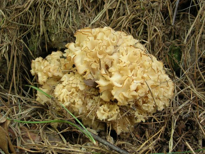 Oii k bonitas setas Sparassis crispa