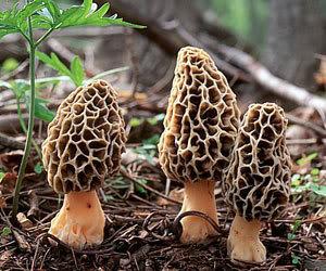 Oii k bonitas setas Morchella esculenta
