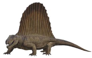 Dimetrodon Dimetrodon