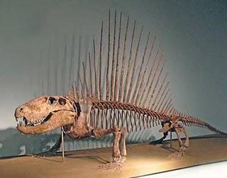 Dimetrodon Dimetrodon