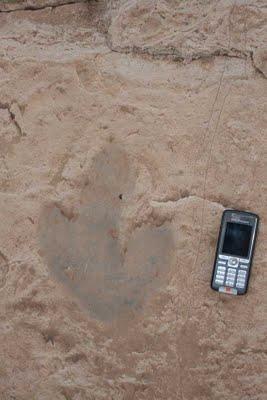 Cómo identificar fósiles de dinosaurios- icnitas Cómo identificar fósiles de dinosaurios- icnitas