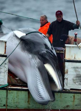 LOS 10 ANIMALES AMENAZADOS POR EL CAMBIO CLIMATICO