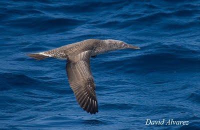 Migración diferencial: ¿viajan mas lejos los jóvenes y las hembras? Migración diferencial: ¿viajan mas lejos los jóvenes y las hembras?