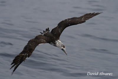 Migración diferencial: ¿viajan mas lejos los jóvenes y las hembras? Migración diferencial: ¿viajan mas lejos los jóvenes y las hembras?