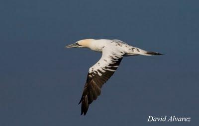 Migración diferencial: ¿viajan mas lejos los jóvenes y las hembras? Migración diferencial: ¿viajan mas lejos los jóvenes y las hembras?