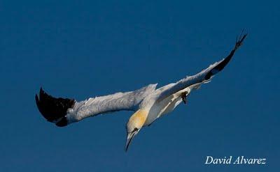 Migración diferencial: ¿viajan mas lejos los jóvenes y las hembras? Migración diferencial: ¿viajan mas lejos los jóvenes y las hembras?