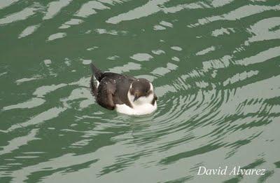 Migración diferencial: ¿viajan mas lejos los jóvenes y las hembras? Migración diferencial: ¿viajan mas lejos los jóvenes y las hembras?