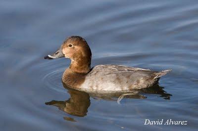 Migración diferencial: ¿viajan mas lejos los jóvenes y las hembras? Migración diferencial: ¿viajan mas lejos los jóvenes y las hembras?