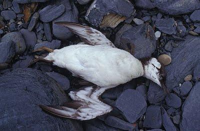 Migración diferencial: ¿viajan mas lejos los jóvenes y las hembras? Migración diferencial: ¿viajan mas lejos los jóvenes y las hembras?