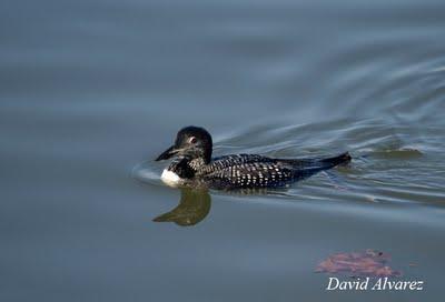 Me gustan los colimbos Me gustan los colimbos