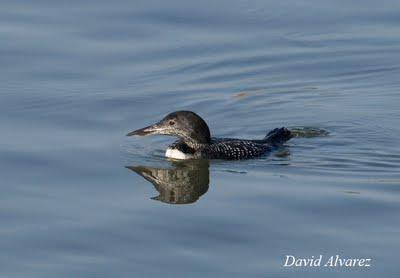Me gustan los colimbos Me gustan los colimbos