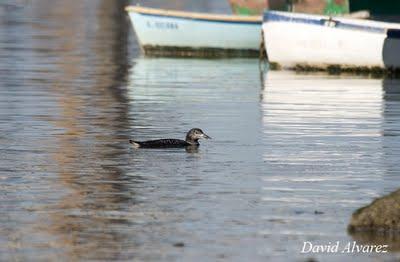 Me gustan los colimbos Me gustan los colimbos