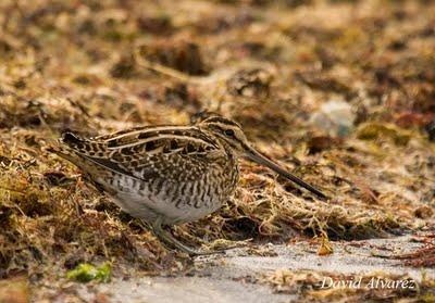Agachadizas en la playa Agachadizas en la playa