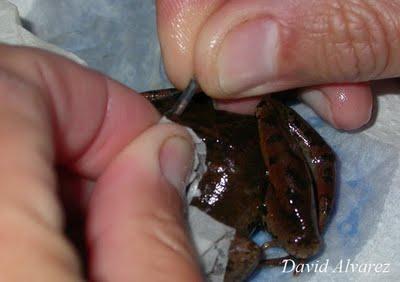 Marcaje de anfibios con microchips Marcaje de anfibios con microchips