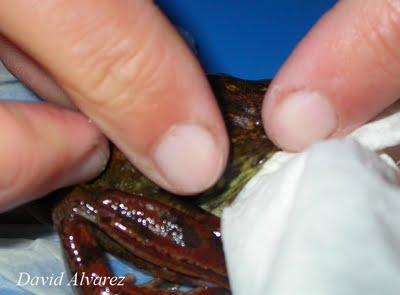 Marcaje de anfibios con microchips Marcaje de anfibios con microchips