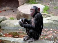 Chimpance 1024 Visita al Zoo.
