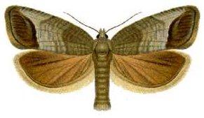 Un gusano en mi manzana. Un gusano en mi manzana.