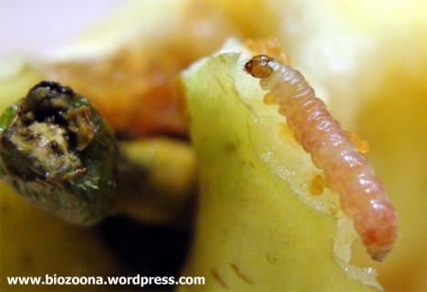 Gusano Gusano de la manzana (Cydia pomonella)