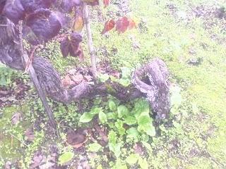 Um pouco de Portugal.... Um pouco de Portugal....