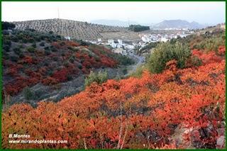 El Zumaque, Rhus coriaria L. Un cultivo abandonado por el Sur de Córdoba. El Zumaque, Rhus coriaria L. Un cultivo abandonado por el Sur de Córdoba.