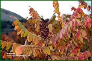 El Zumaque, Rhus coriaria L. Un cultivo abandonado por el Sur de Córdoba. El Zumaque, Rhus coriaria L. Un cultivo abandonado por el Sur de Córdoba.