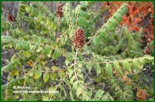 El Zumaque, Rhus coriaria L. Un cultivo abandonado por el Sur de Córdoba. El Zumaque, Rhus coriaria L. Un cultivo abandonado por el Sur de Córdoba.
