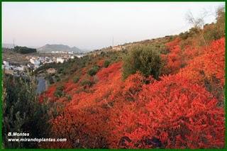 El Zumaque, Rhus coriaria L. Un cultivo abandonado por el Sur de Córdoba. El Zumaque, Rhus coriaria L. Un cultivo abandonado por el Sur de Córdoba.