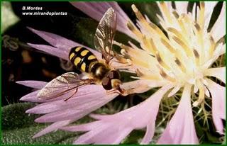 Centaurea pullata L. subsp pullata. Sobre la tigmonastia rápida, o no me toques que me excito.