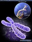 Cromosomas Bacterianos Artificiales