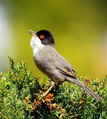 Curruca cabecinegra - Sylvia melanocephala