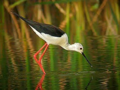 Cigüeñuela común (Himantopus himantopus) Cigüeñuela común (Himantopus himantopus)