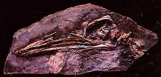 Pelecanimimus Pelecanimimus