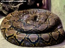 Ensaimada 1024 Para gustos, reptiles.
