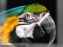 Guacamayo 1024 Para gustos, reptiles.