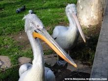 Pelicanos 1024 Para gustos, reptiles.