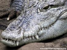 Cocodrilo 1024 Para gustos, reptiles.