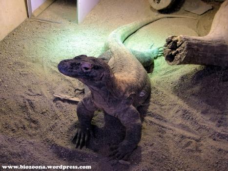 Komodo 1024 Para gustos, reptiles.