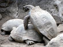 Tortugas 1024 Para gustos, reptiles.
