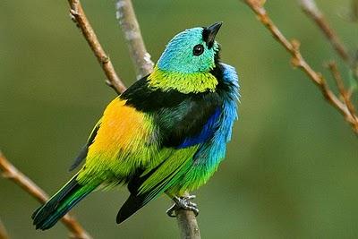 Birding en Itatiaia (Brasil)