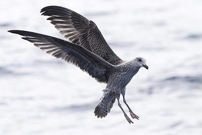 Gaviota patiamarilla - Larus michaellis