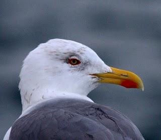 LARUS DELAWARENSIS-RECORRIDO CANTABRICO LARUS DELAWARENSIS-RECORRIDO CANTABRICO