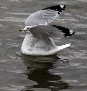 LARUS DELAWARENSIS-RECORRIDO CANTABRICO LARUS DELAWARENSIS-RECORRIDO CANTABRICO