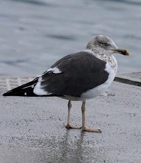 LARUS DELAWARENSIS-RECORRIDO CANTABRICO LARUS DELAWARENSIS-RECORRIDO CANTABRICO