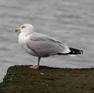 LARUS DELAWARENSIS-RECORRIDO CANTABRICO LARUS DELAWARENSIS-RECORRIDO CANTABRICO