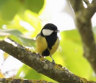 OTOÑO EN EL VALLE DE LA ULTZAMA OTOÑO EN EL VALLE DE LA ULTZAMA