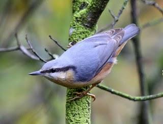 OTOÑO EN EL VALLE DE LA ULTZAMA OTOÑO EN EL VALLE DE LA ULTZAMA