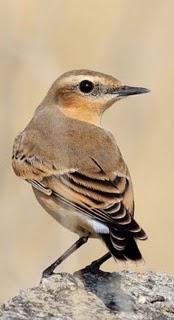 LAGUNA DE PITILLAS 2ª DIA-NAVARRA LAGUNA DE PITILLAS 2ª DIA-NAVARRA