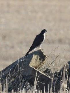 LAGUNA DE PITILLAS 2ª DIA-NAVARRA LAGUNA DE PITILLAS 2ª DIA-NAVARRA